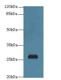 C17orf64 Antibody