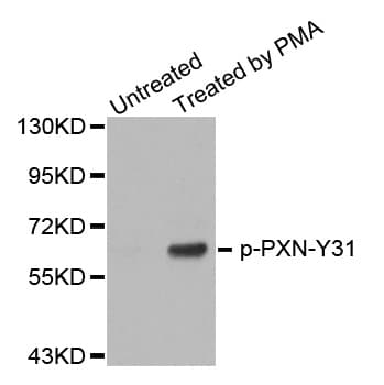 PXN / Paxillin Antibody (phospho-Tyr31)