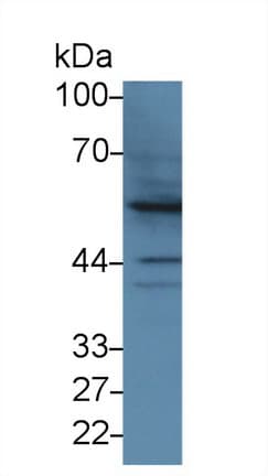 BMP2 Antibody (aa24-395)