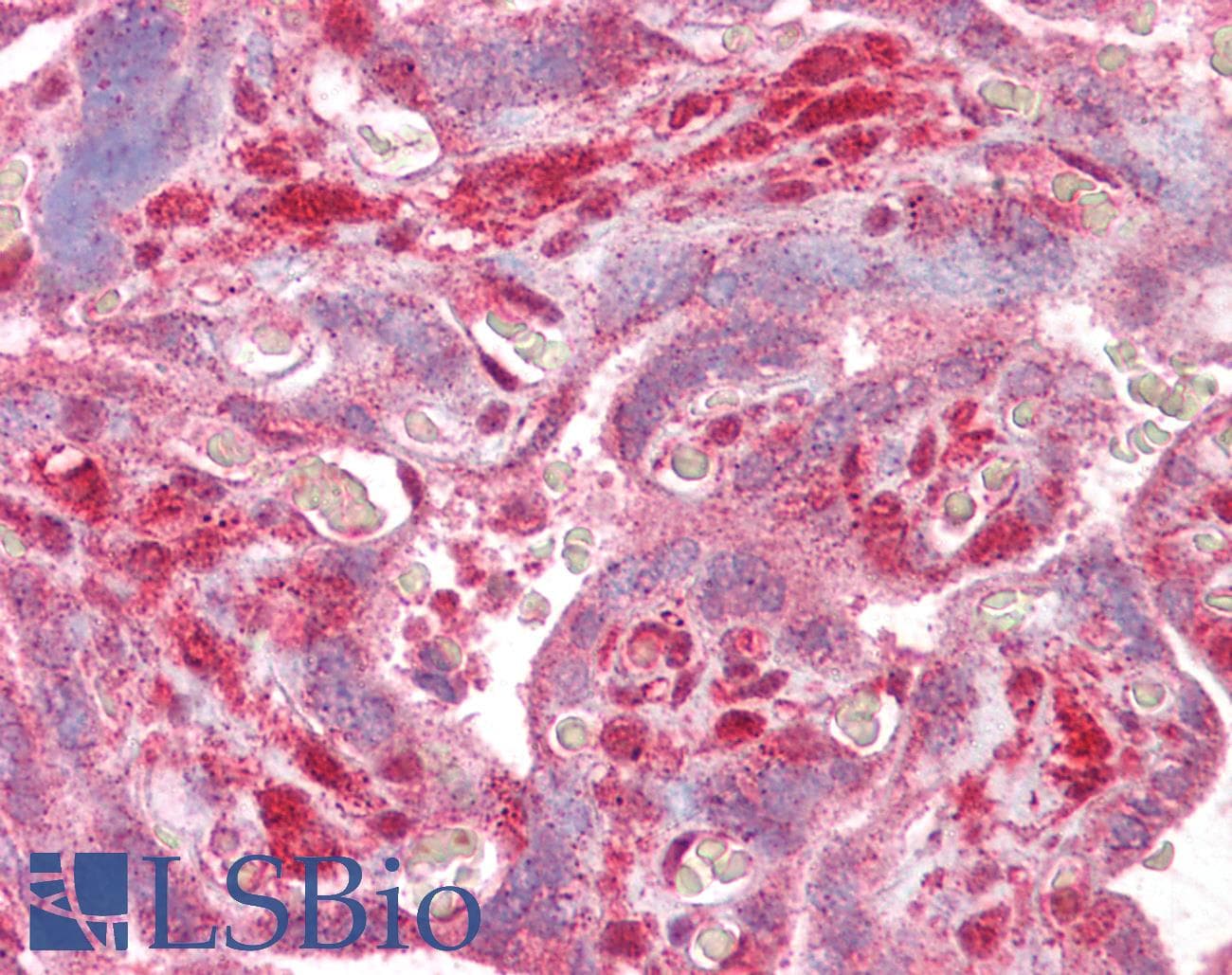 IHC-plus™ DLX5 Antibody (aa107-120)