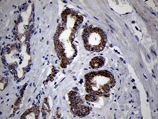 MRPL44 Antibody (clone OTI3H5)