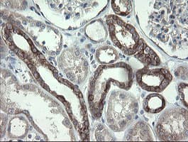 VBP1 Antibody (clone OTI2E6)