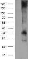 CD1C Antibody (clone OTI2D4, Carrier-free)