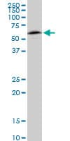 NAP1L1 Antibody (clone 2A9)