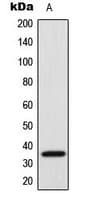 SFRS7 / 9G8 Antibody (Internal)