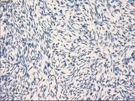 GBP2 Antibody (clone OTI1D1)