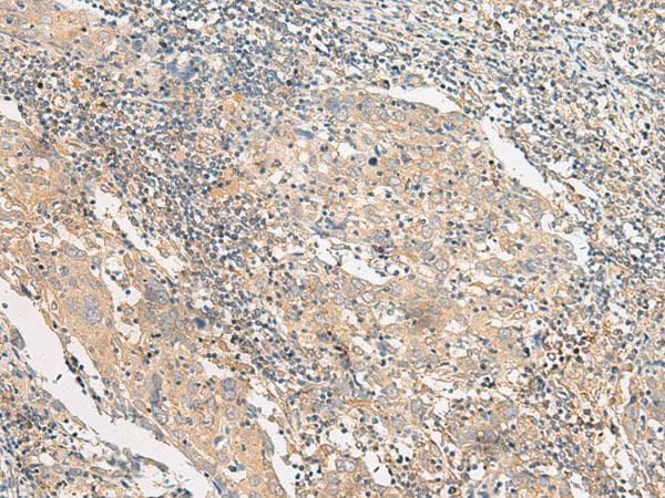 POLR2L Antibody