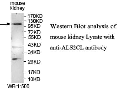 ALS2CL Antibody (N-Terminus)