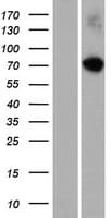 RASGRP4 Protein (Over-Expression Lysate Myc-DDK (Flag))