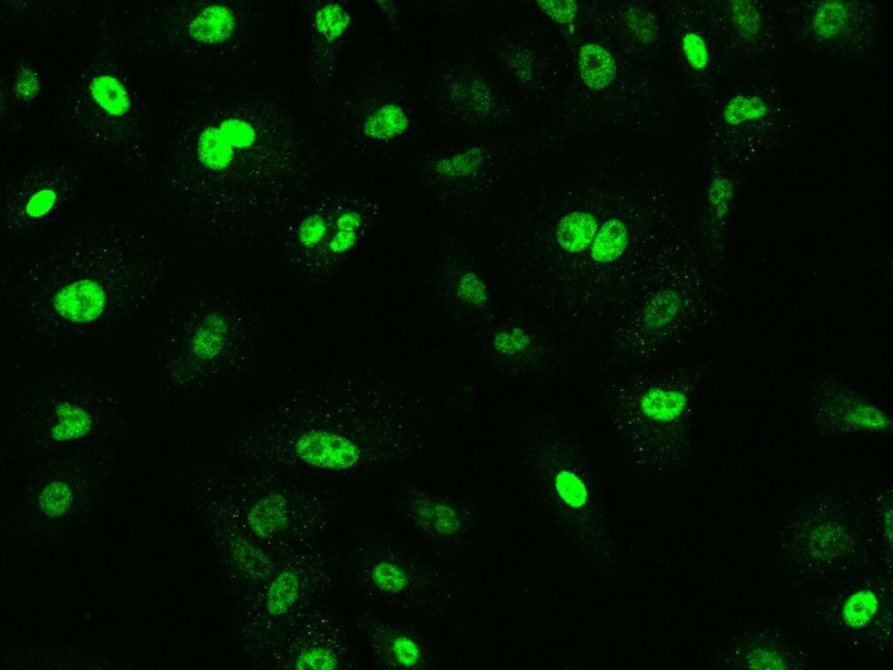 NR5A2 / LRH-1 Antibody