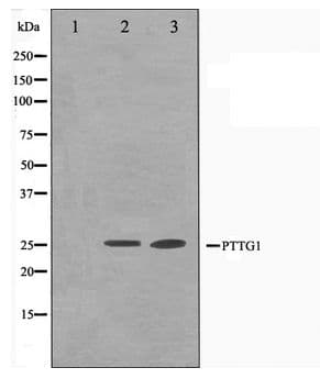 Securin / PTTG1 Antibody
