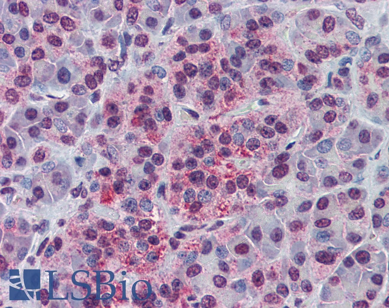 NDE1 Antibody (aa218-267)