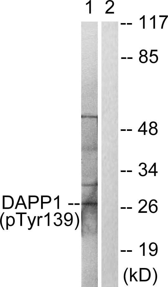 DAPP1 / BAM32 Antibody (phospho-Tyr139)