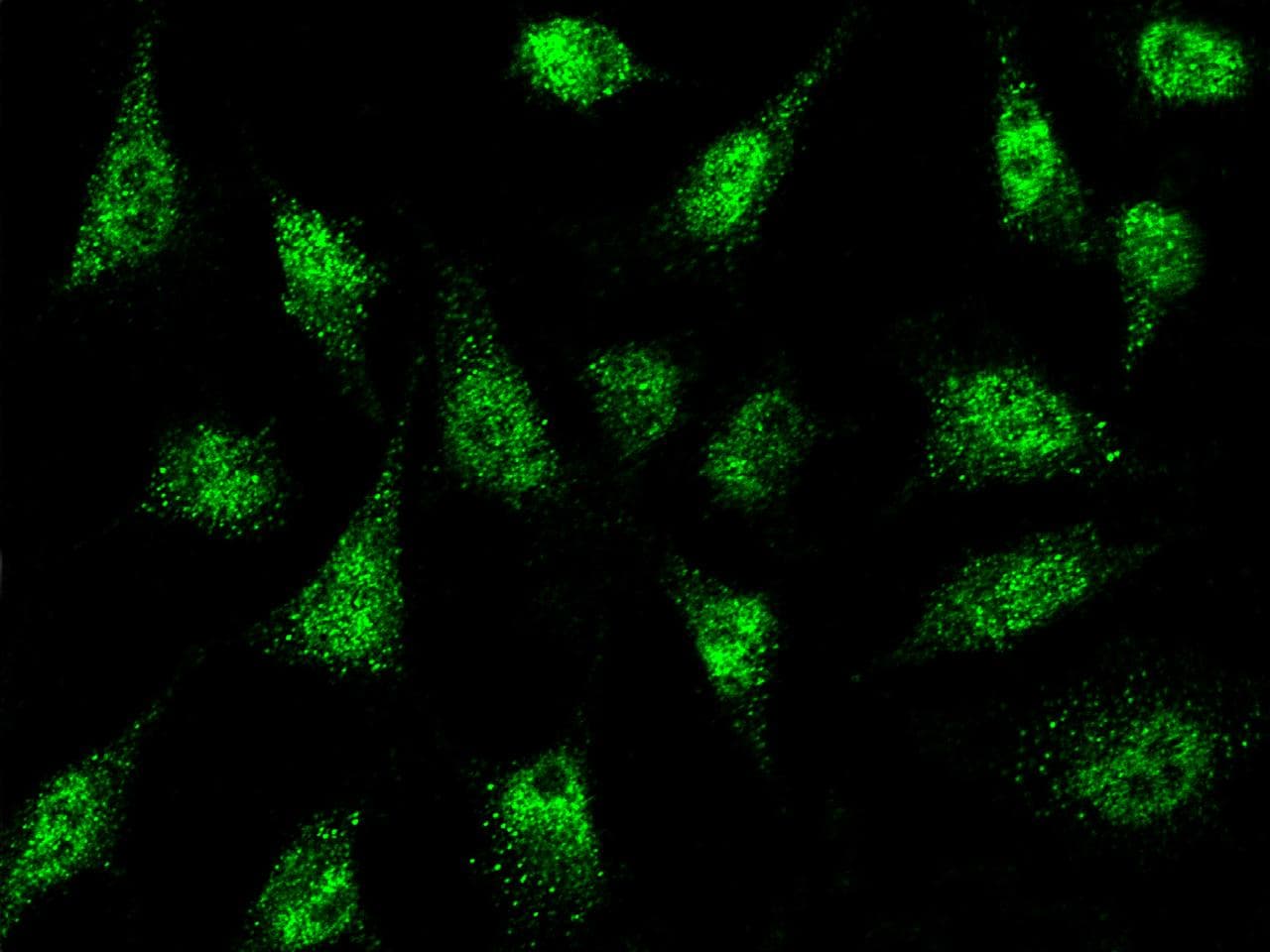 NR0B1 / DAX1 Antibody (Preservative Free)