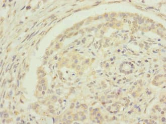 EDIL3 / DEL1 Antibody