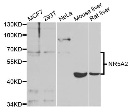 NR5A2 / LRH-1 Antibody