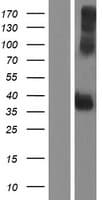 PSG4 Protein (Over-Expression Lysate Myc-DDK (Flag))