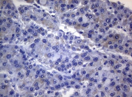 RAB3A Antibody (clone OTI1G3)