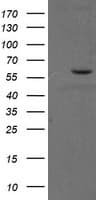 PPAT Antibody (aa42-278, clone OTI1B2)