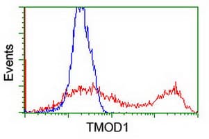 TMOD1 / Tropomodulin 1 Antibody (clone OTI7H3, Carrier-free)