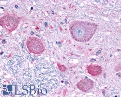 PathPlus™ NPFFR1 / GPR147 Antibody (C-Terminus)
