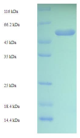 Saccharomyces cerevisiae GCY1 Protein (Recombinant His-SUMO)