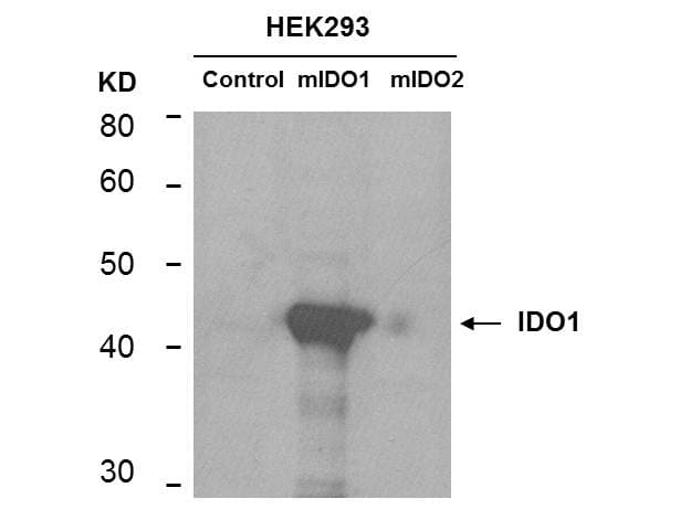 Monoclonal Mouse anti-Mouse IDO1 / IDO Antibody (clone 2E2.6, IHC, IF, WB)