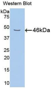 NRG1 / Heregulin / Neuregulin Antibody (aa264-393, PE)