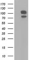 SNX9 / WISP Antibody (clone OTI2E1)