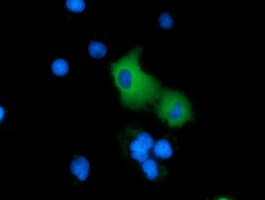 ARHGAP25 Antibody (clone OTI11C4)
