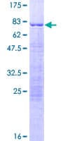Human SNIP1 Protein (Recombinant GST)