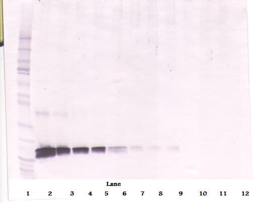 IHC-plus™ Polyclonal Goat anti-Human KITLG / SCF Antibody (IHC, WB)