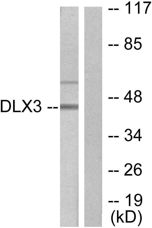 DLX3 Antibody