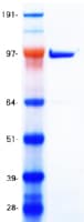 Human SIRT1 / Sirtuin 1 Protein (Recombinant Myc-DDK (Flag))