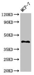 Polyclonal Rabbit anti-Human TMEM173 / STING Antibody (IHC, IF, WB)