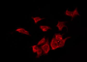OR2L5 Antibody
