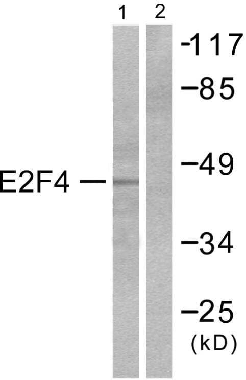 E2F4 Antibody