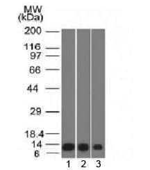 S100A4 / FSP1 Antibody (clone S100A4/1482)