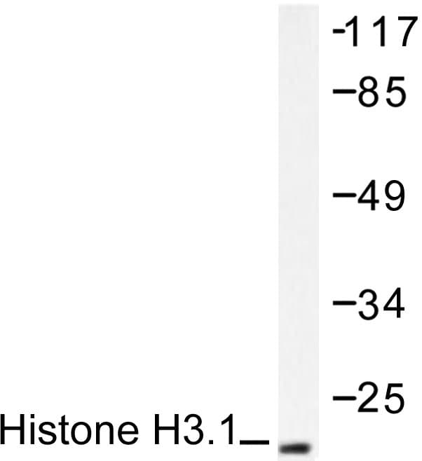 Histone H3 Antibody (Lys4)