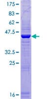 Human SPATA19 Protein (Recombinant GST)