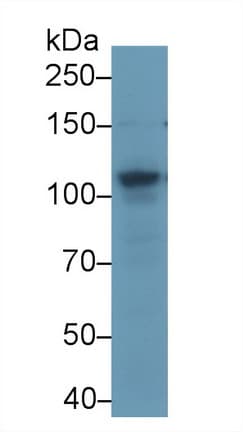 ABCF1 Antibody (APC)