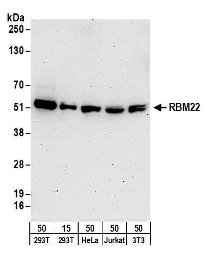 HNRNPL / hnRNP L Antibody (aa539-589)