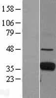 FCN1 / Ficolin-1 Protein (Over-Expression Lysate Myc-DDK (Flag))