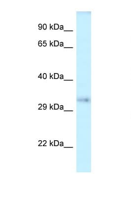 Polyclonal Rabbit anti-Mouse SEPT12 / Septin 12 Antibody (aa100-149, WB)