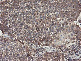 GCP60 / ACBD3 Antibody (clone OTI5F9)