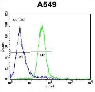 C5AR1 / CD88 / C5a Receptor Antibody (aa175-201)