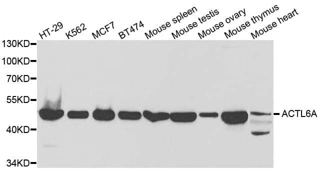 BAF53 / ACTL6A Antibody