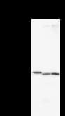 BBX Antibody (clone 2065C12a)