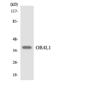 OR4L1 Antibody (aa252-301)