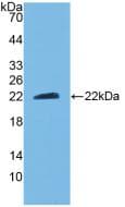 CNTF Antibody (aa2-198)